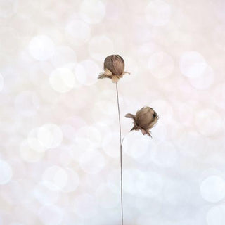 Door Buster Taupe Feather Flower Stem - 28" Tall