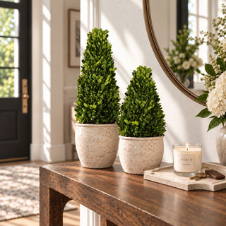 Small and large boxwood cone topiaries in cream stone-look planters on a wood entry console with a round mirror