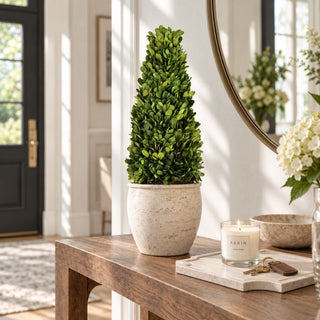 Large boxwood cone topiary in a cream planter on a wood entry console