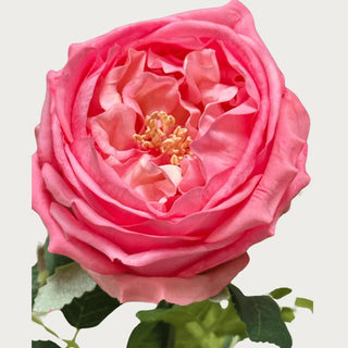 24 inch dark pink True Bloom real touch Austin rose stem with natural leaves