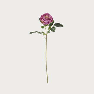 24" Dark Purple True Bloom Floral Real Touch Austin Rose Stem, True Bloom, Real Touch, Faux Floral, Rose, Austin Rose, Home Decor, Third & Main