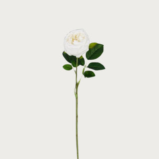 24" White Real Touch Austin Rose Stem True Bloom Floral, Real Touch, Austin Rose, Spring Floral, Summer Floral, Flowers, Rose, Third & Main, Home Decor