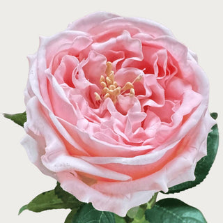 24" Pink True Bloom Real Touch Austin Rose, Faux Floral, Real Touch Floral, Floral Arrangement, Home Decor, Third & Main, True Bloom