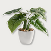 Faux Real Touch Calla Leaf Plant