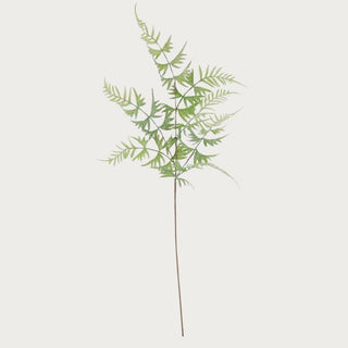 31 inch real touch parsley fern spray with fine delicate green foliage and airy branching structure isolated on white background for modern floral styling