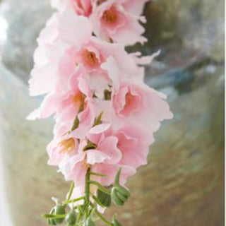 36" Real Touch Pink Tree Bloom Delphinium Stem, Real Touch and realistic, Real Touch Floral, Pink, Delphinium, Spring Floral, Summer Floral, Third & Main, Decor, Home Decor