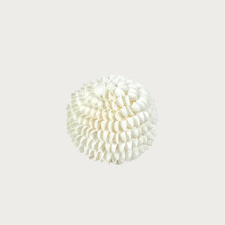 5" Cream Clam Rose Shell Ball , Third & Main