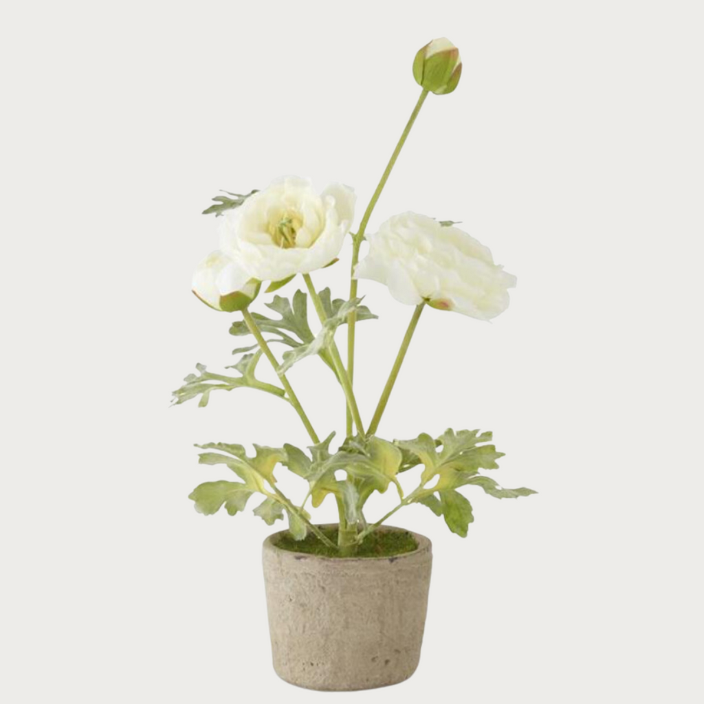 White Potted Real Touch Ranunculus