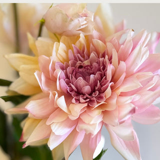 Ombre Pink True Bloom Real Touch Dahlia