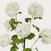 43.5" Snowball Flower Stem