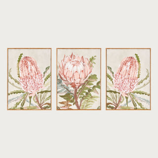 Set of three queen protea floral art prints in soft pink and green tones, botanical watercolor-style giclée prints with natural wood frames, modern wall decor for living room or bedroom. 