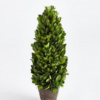 Boxwood cone topiary, close detail of preserved foliage