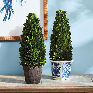 Boxwood cone topiary, pair styled together