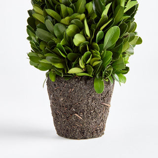 Boxwood cone topiary, view of root ball base