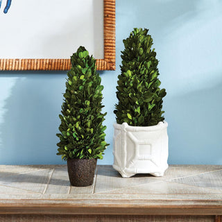Boxwood cone topiary, small size, styled in a decorative pot
