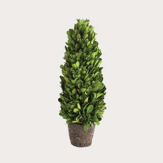 Boxwood cone topiary, small size, preserved English boxwood with root ball