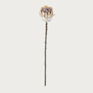Flocked cream king protea stem with soft velvet petals and natural stem